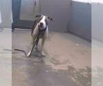 Small American Staffordshire Terrier Mix