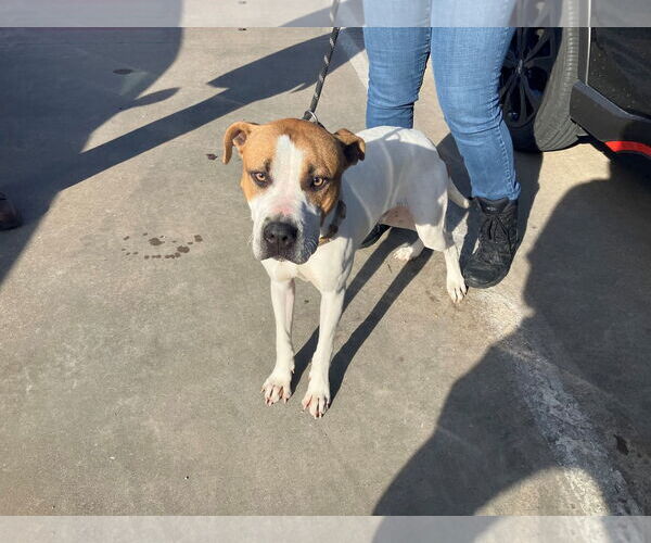 Medium Photo #10 Mutt Puppy For Sale in Rowlett, TX, USA