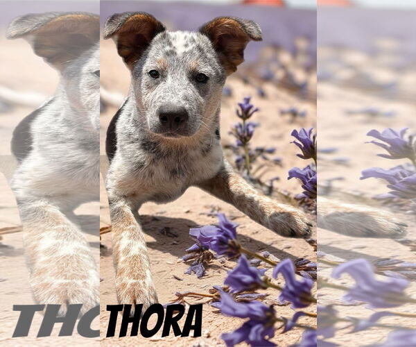 Medium Photo #4 Mutt Puppy For Sale in Highland, IL, USA