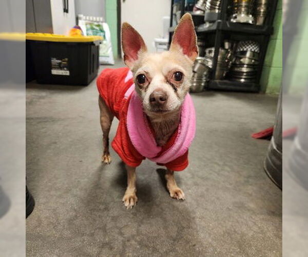 Medium Photo #3 Chihuahua-Unknown Mix Puppy For Sale in North Myrtle Beach, SC, USA