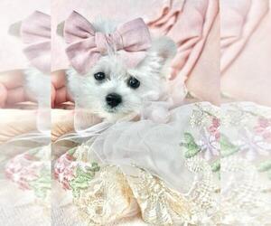 Maltipoo Puppy for sale in BOCA RATON, FL, USA