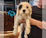Small #2 Cavalier King Charles Spaniel Mix