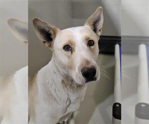 Labrador Retriever-Unknown Mix Dogs for adoption in Bakersfield, CA, USA