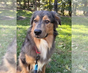 Australian Shepherd Dogs for adoption in Holly Springs, NC, USA