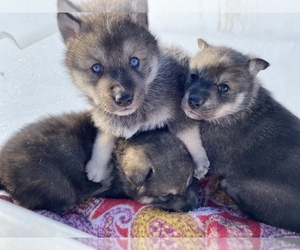 Siberian Husky Puppy for sale in SAINT JAMES, MN, USA