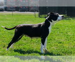 Small #5 Mutt