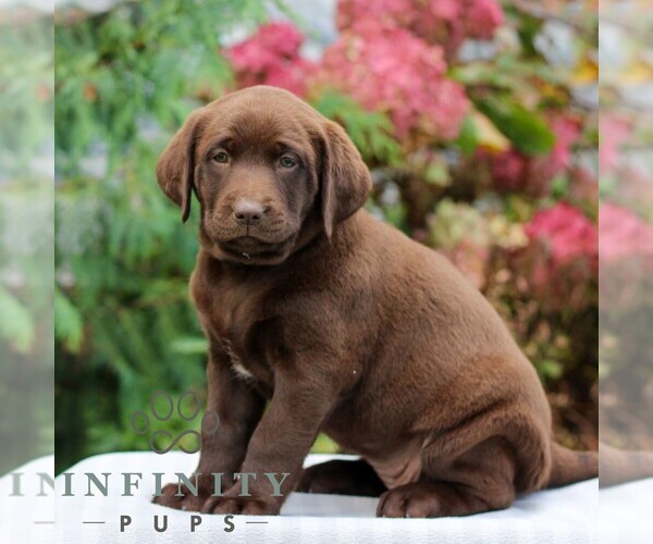 Medium Photo #2 Labrador Retriever Puppy For Sale in RICHLAND, PA, USA