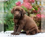 Small #1 Labrador Retriever