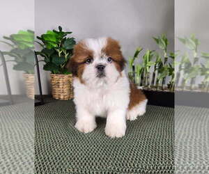 Shih Tzu Puppy for sale in FRANKLIN, IN, USA