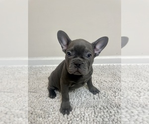 French Bulldog Puppy for sale in CHARLESTON, SC, USA