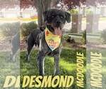 Small #2 Poodle (Standard) Mix