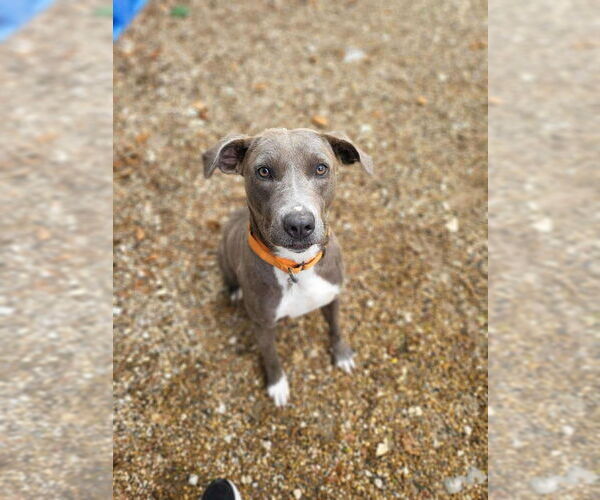 Medium Photo #12 Unknown-Weimaraner Mix Puppy For Sale in Foristell, MO, USA