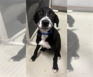 Labrador Retriever-Unknown Mix Dogs for adoption in Bakersfield, CA, USA