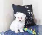 Small #5 Maltese