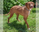 Small #5 American Staffordshire Terrier-Boxer Mix