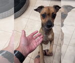 Small #3 Chihuahua Mix