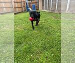 Small #2 Eurasier-Labrador Retriever Mix