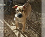 Small #1 Chinese Shar-Pei Mix