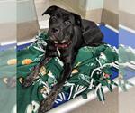 Small #1 Black and Tan Coonhound-Rottweiler Mix