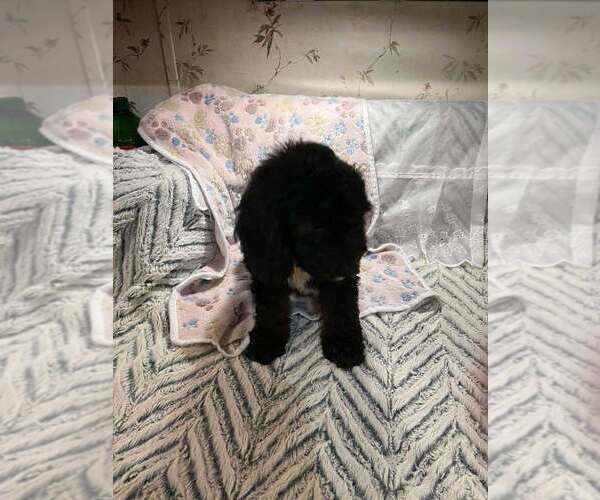 Medium Photo #1 Goldendoodle (Miniature) Puppy For Sale in LORANGER, LA, USA