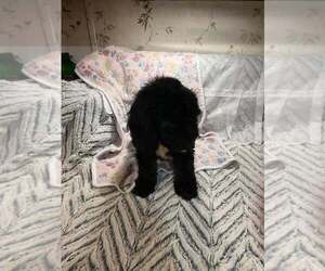 Goldendoodle (Miniature) Puppy for sale in LORANGER, LA, USA