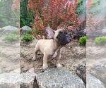 Small Photo #13 French Bulldog Puppy For Sale in HOLLYWOOD, CA, USA