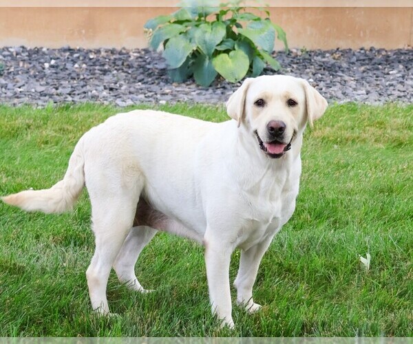 Medium Photo #1 Labrador Retriever Puppy For Sale in SYRACUSE, IN, USA