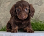 Small #9 Dachshund