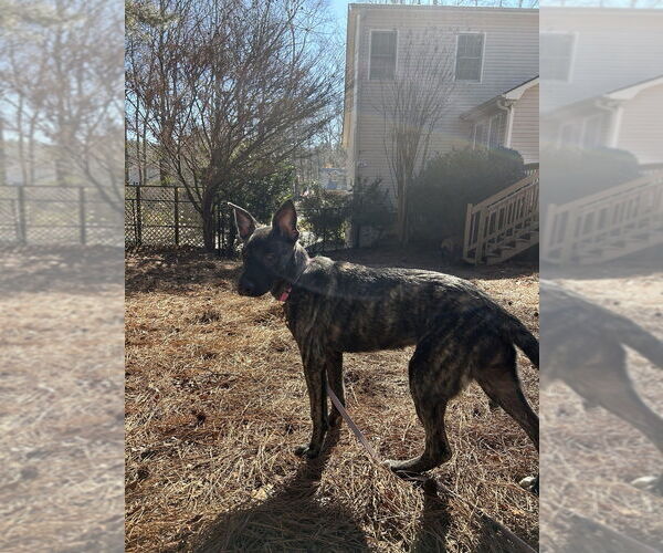 Medium Photo #2 Holland Shepherd Puppy For Sale in Imlay City, MI, USA