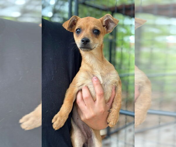 Medium Photo #2 Mutt Puppy For Sale in Oak Bluffs, MA, USA