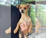 Small #1 Mutt