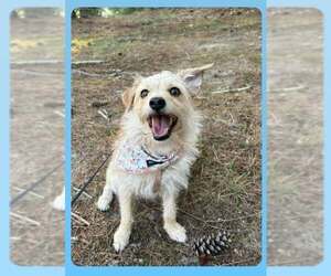 Poodle (Toy)-Unknown Mix Dogs for adoption in Oakhurst, NJ, USA