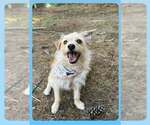 Small Poodle (Toy) Mix