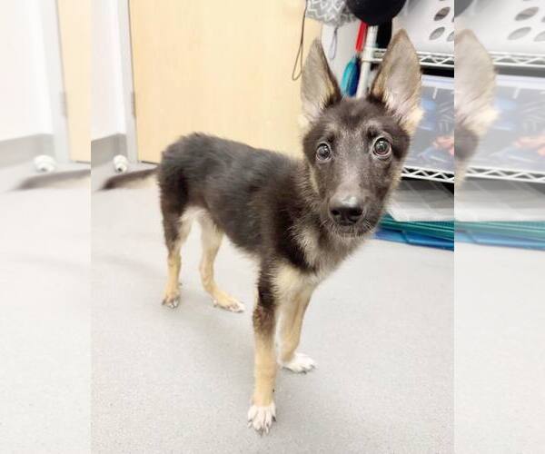 Medium Photo #4 German Shepherd Dog-Unknown Mix Puppy For Sale in Pittsburg, CA, USA