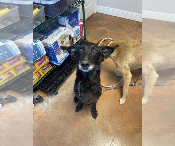 Medium Photo #3 Mutt Puppy For Sale in Bolivar, MO, USA