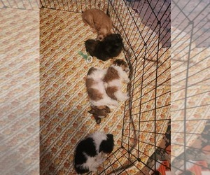 Papitese Litter for sale in ORANGEBURG, SC, USA