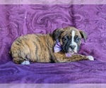 Small Photo #3 Boxer Puppy For Sale in KIRKWOOD, PA, USA