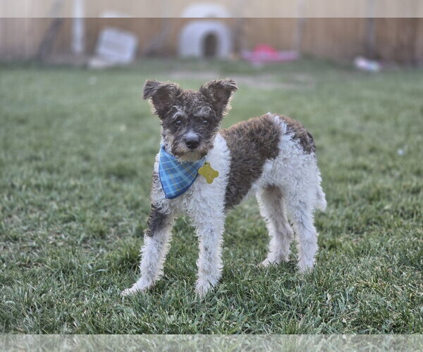 Medium Photo #10 Poodle (Miniature)-Unknown Mix Puppy For Sale in Sandy, UT, USA