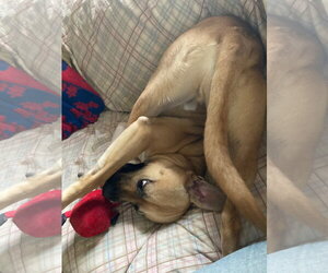 Doug Athens - Male Black Mouth Cur-Unknown Mix Dog for Adoption - Photo #7