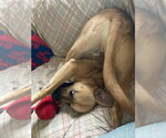 Small #6 Black Mouth Cur Mix