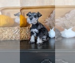 Small #9 Schnauzer (Miniature)