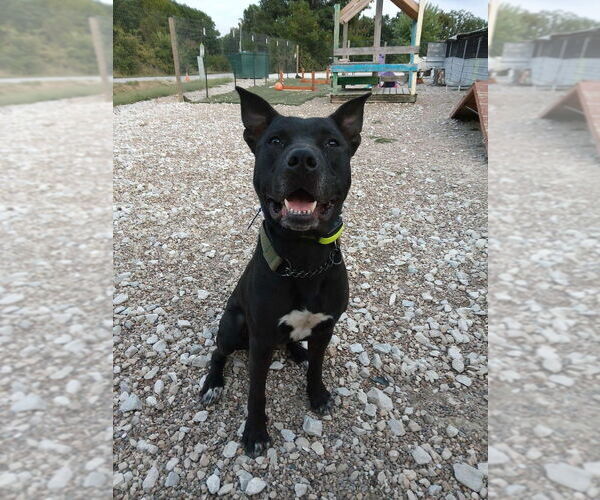 Medium Photo #10 Mutt Puppy For Sale in Foristell, MO, USA