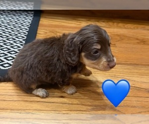 Medium Dachshund