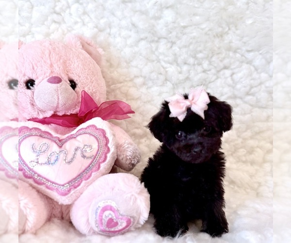 Medium Photo #3 Poodle (Toy) Puppy For Sale in REDLANDS, CA, USA