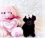 Small #2 Poodle (Toy)
