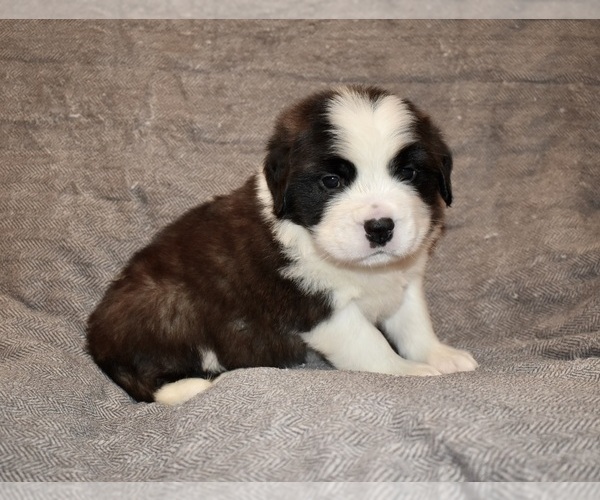 Medium Photo #26 Saint Bernard Puppy For Sale in CAMBRIDGE, NE, USA