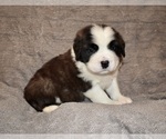Small #25 Saint Bernard