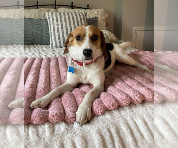 Medium Photo #3 Beagle-Unknown Mix Puppy For Sale in Plainfield, IL, USA