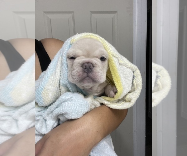 Medium Photo #35 French Bulldog Puppy For Sale in SAN BERNARDINO, CA, USA