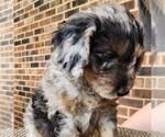 Small #7 Aussiedoodle Miniature 